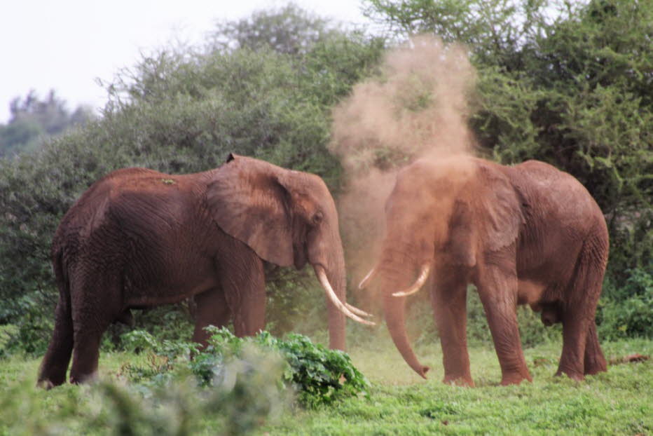 Elefanten im Lake Mayara Nationalpark 