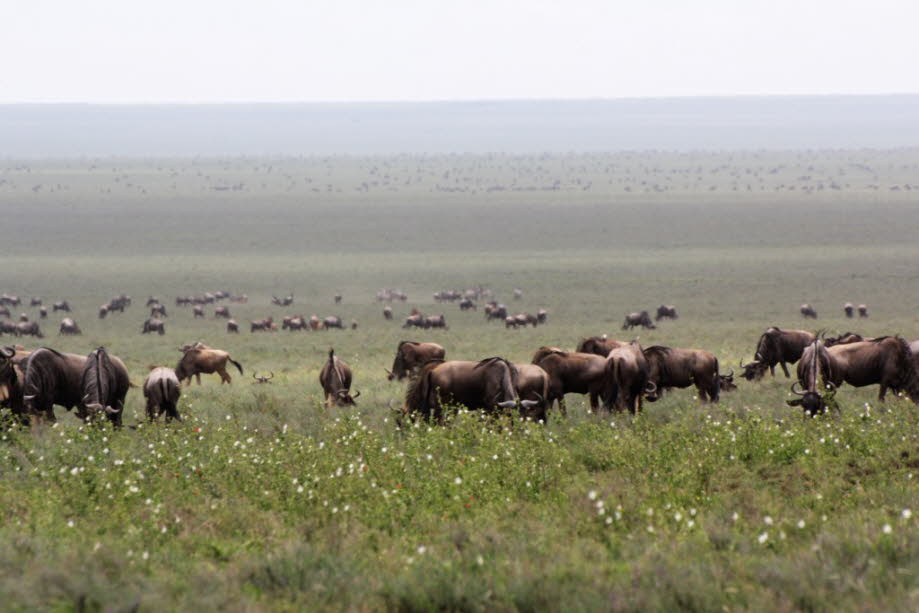 Gnuherde in der Serengeti