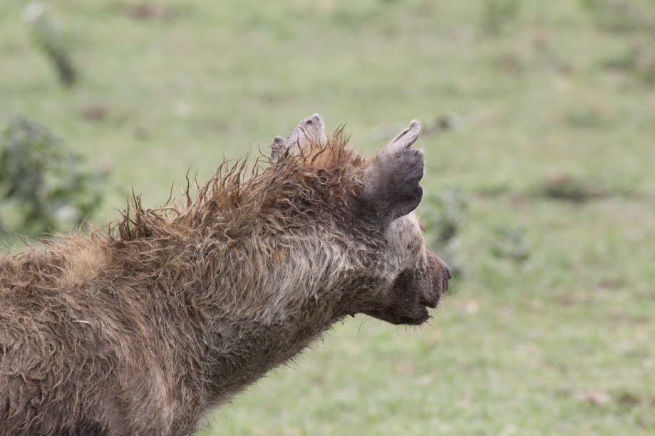 Hyäne in der Serengeti: Bei den Hyänen werden zwei Unterfamilien unterschieden. Die drei Arten der ersten, der Eigentlichen Hyänen (Hyaeninae), sind durch ein kräftiges Gebiss charakterisiert: die Tüpfel-, die Streifen- und die Schabrackenhyäne. Die Tüpfe