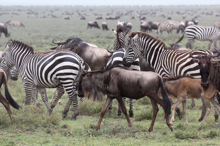 Serengeti: 