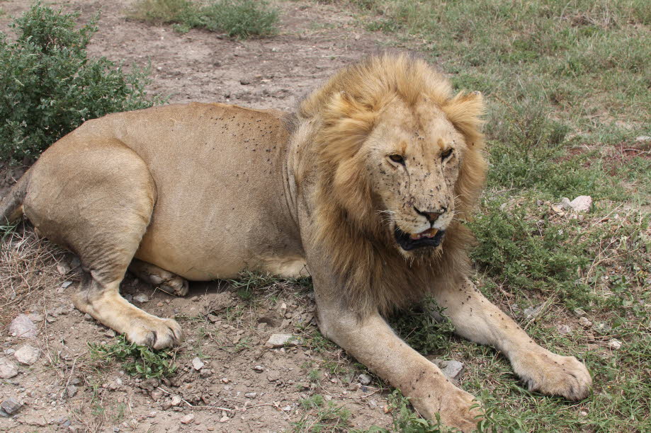Löwe in der Serengeti : Der Löwe (Panthera leo, veraltet/poetisch/mundartlich Leu) ist eine Art der Katzen. Er lebt im Unterschied zu anderen Katzen in Rudeln, ist durch die Mähne des Männchens gekennzeichnet und ist heute in Afrika sowie im indischen Bun