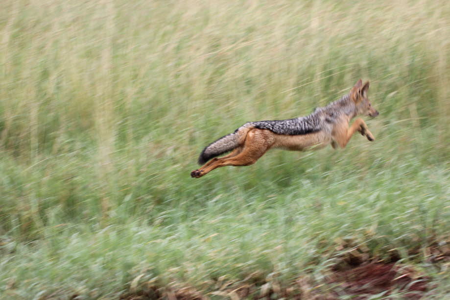 Schakal Serengeti: Ein kleiner, eleganter Wildhund, mit langen, spitzen Ohren und einem buschigen Schwanz mit schwarzer Endquaste. Sein Fell ist rot- bis dunkelbraun mit schwarzer Flanke, durchsetzt mit grauem Fell und weißem Unterteil. Er lebt zwischen E