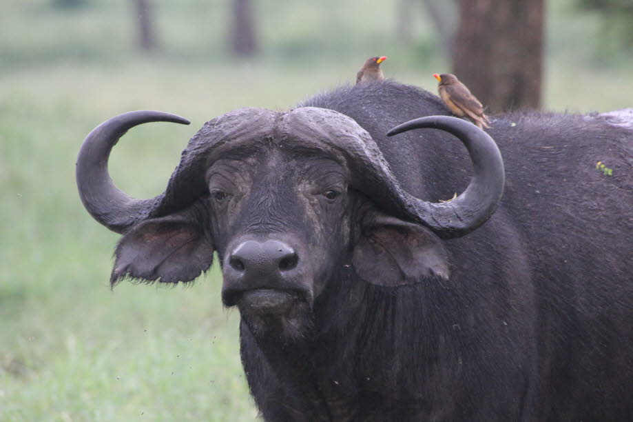 Büffel Serengeti mit Madenhackern: Die Madenhacker (Buphagus) sind die einzige Gattung der Vogel-Familie Buphagidae. Die Gruppe umfasst lediglich zwei Arten, deren natürlicher Lebensraum die Savannen des mittleren und östlichen Afrikas südlich der Sahara 