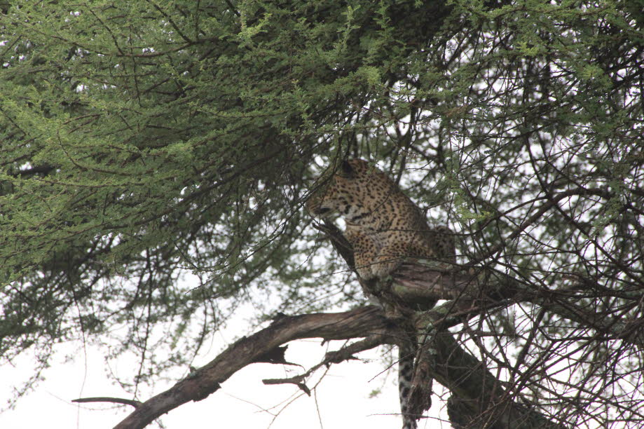 Leopard in der Serengeti:  Der Leopard (Panthera pardus) ist eine Art aus der Familie der Katzen, die in Afrika und Asien verbreitet ist. Darüber hinaus kommt sie auch im Kaukasus vor. Der Leopard ist nach Tiger, Löwe und Jaguar die viertgrößte Großkatze.