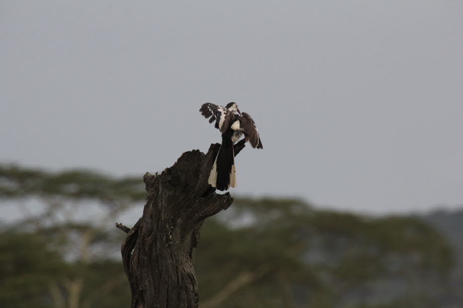 Nashornvogel in der Serengeti