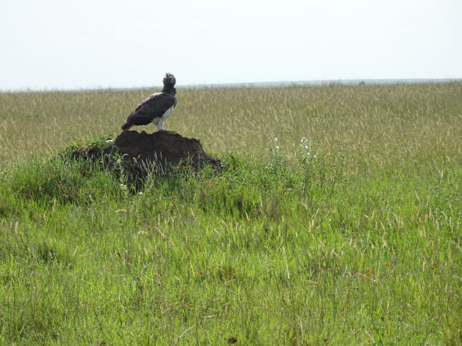 Der Kampfadler kommt im südlichen Afrika vor. Dieser größte und mächtigste Adler jagt Säugetiere, Vögel und Reptilien. Diese Adlerart ist stark gefährdet, da er stark verfolgt wird, da er Vieh und regional wertvolles Wild erbeutet, deshalb versuchen lokal