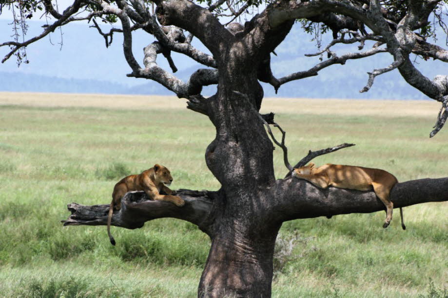Baumlöwen Serengeti