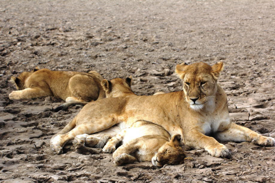 Löwin mit Kindern Serengeti 