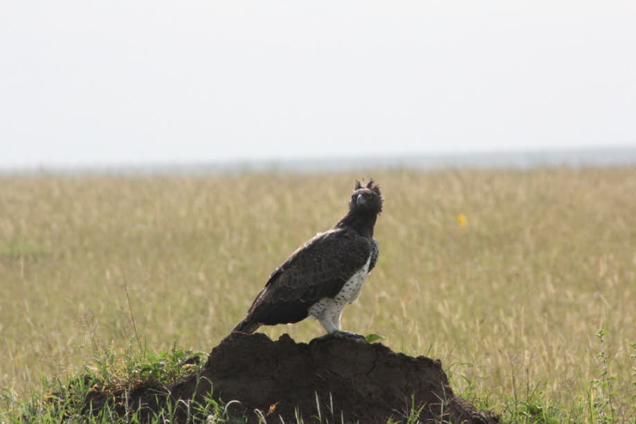 Der Kampfadler kommt im südlichen Afrika vor. Dieser größte und mächtigste Adler jagt Säugetiere, Vögel und Reptilien. Diese Adlerart ist stark gefährdet, da er stark verfolgt wird, da er Vieh und regional wertvolles Wild erbeutet, deshalb versuchen lokal