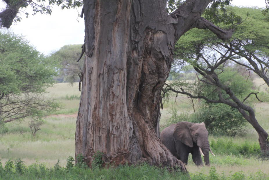 Elefant hinter einem Affenbrot- bzw. Baobabbaum im Tarangire Nationalpark