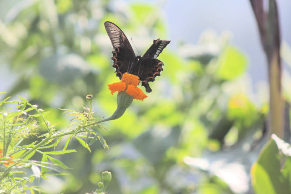 Großer Mormone Schmetterling Papilio Memnon: Der Große Mormonenfalter (Papilio memnon) ist ein großer Schmetterling aus Südasien, der zur Familie der Schwalbenschwänze gehört. Er ist weit verbreitet und hat dreizehn Unterarten. Das Weibchen ist polymorph 