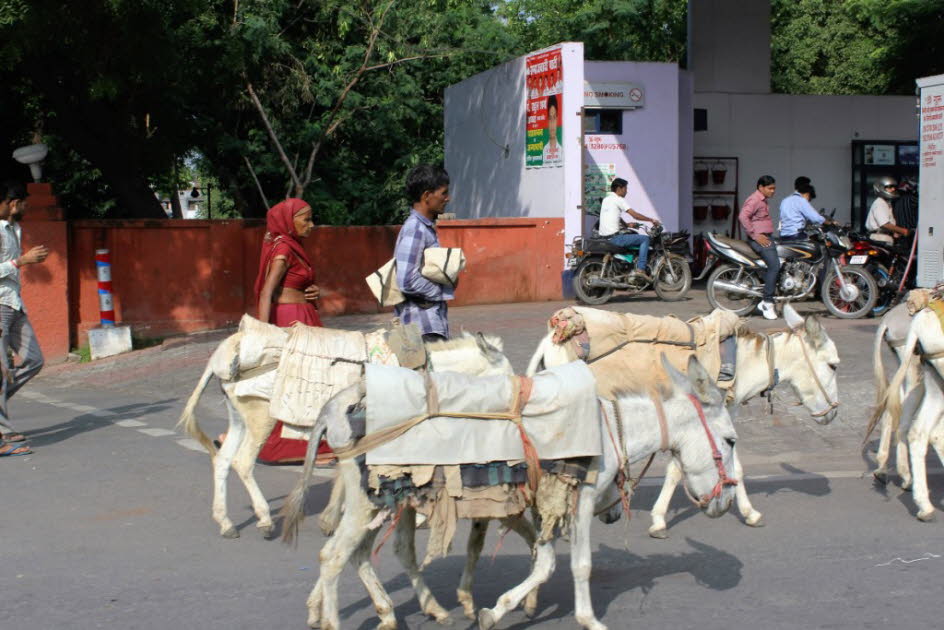 Reisen mit Maultieren in Rajasthan Indien