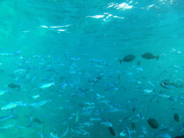 Die Blaurücken -Stachelmakrelen halten sich sowohl im offenen Meer als auch in Küstennähe an steil abfallenden Riffen auf. 