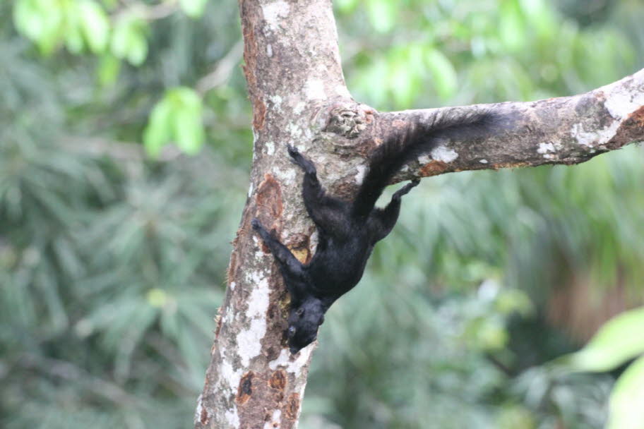 Borneo-Schwarzbandhörnchen Das Borneo-Schwarzbandhörnchen (Callosciurus orestes) ist eine Nagetierart aus der Familie der Eichhörnchen (Sciuridae). Sie ist endemisch im Norden Borneos. Callosciurus ist eine Gattung von Eichhörnchen, die kollektiv als die 