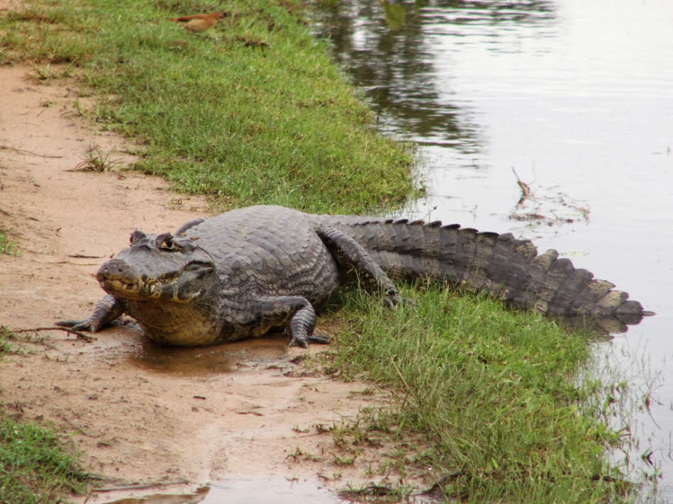 Brasilien  Pantanal  Kaiman Die Kaimane (Caimaninae) sind eine Unterfamilie der Alligatoren (Alligatoridae) innerhalb der Krokodile (Crocodylia). Sie werden den Echten Alligatoren (Alligatorinae) gegenübergestellt. Kaimane kommen ausschließlich in Südamer