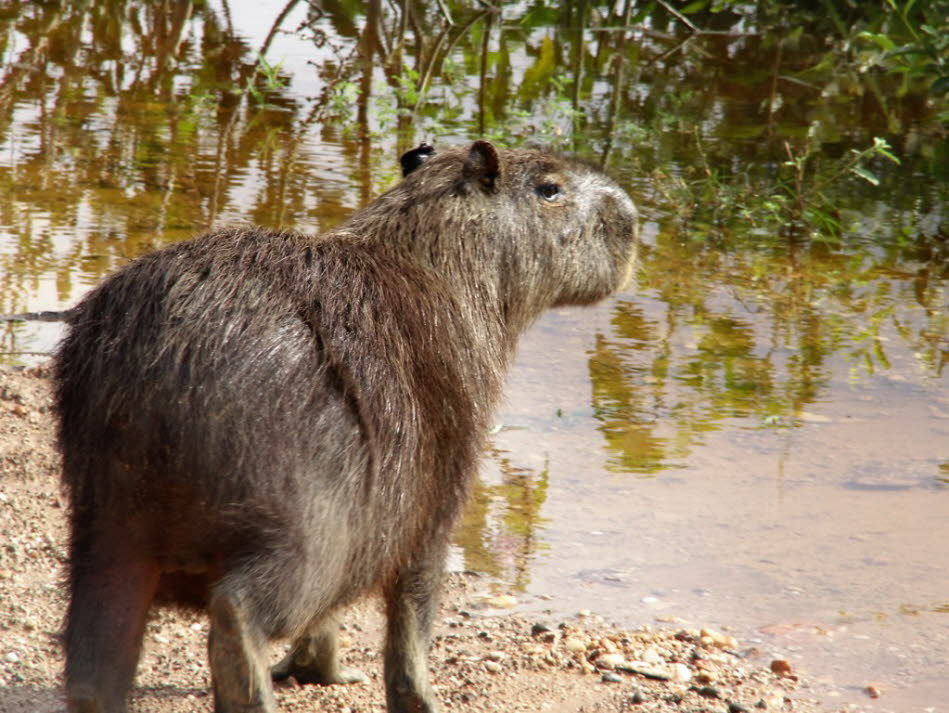 Brasilien  Pantanal Wasserschwein: Das Capybara oder Wasserschwein (Hydrochoerus hydrochaeris) ist eine Säugetierart aus der ..... und Kolumbien Chigüire oder Chigüiro, in Ecuador Capihuara und in Peru Ronsoco; im portugiesischsprachigen Brasilien heißt e