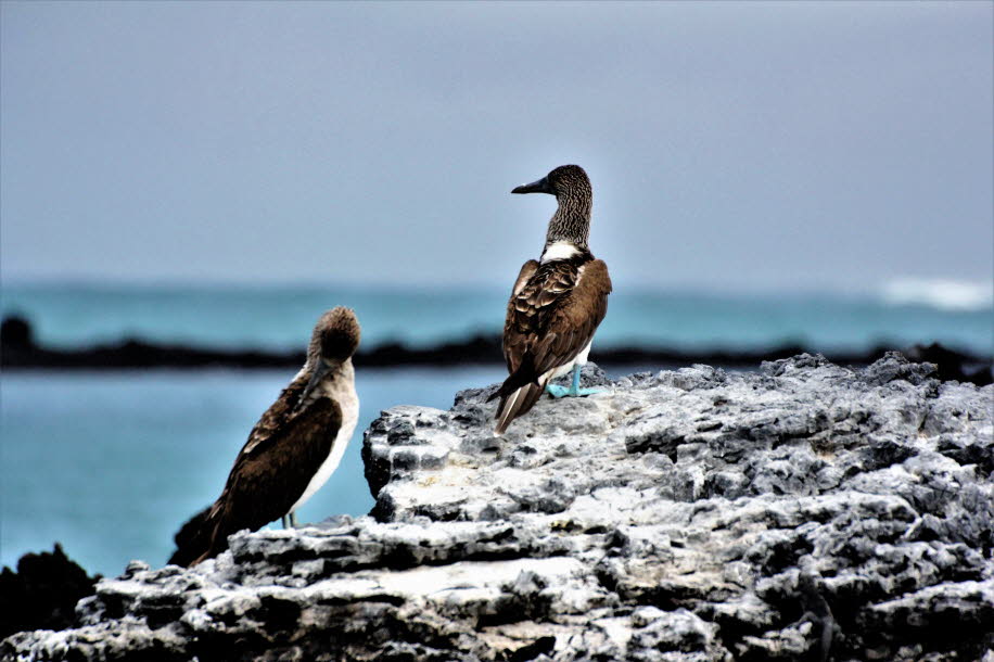 Blaufußtölpel in der Bucht von Puerto Villamil - Isabela Island  - Der Blaufußtölpel (Sula nebouxii) ist ein tropischer Meeresvogel aus der Gattung Sula innerhalb der Familie der Tölpel (Sulidae). Seinen Namen verdankt er seinen blauen Füßen und seiner sc