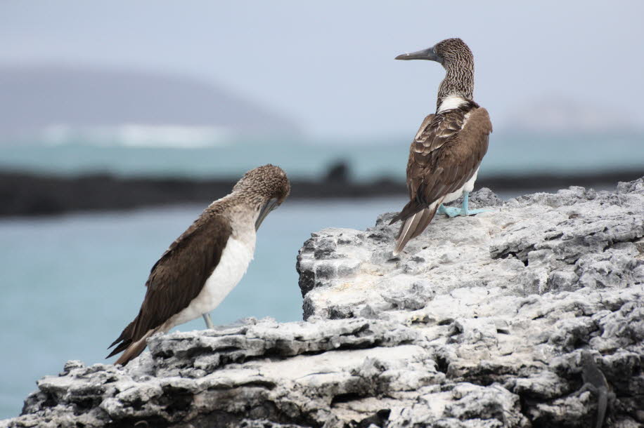Blaufußtölpel in der Bucht von Puerto Villamil - Isabela Island - Der Blaufußtölpel (Sula nebouxii) ist ein tropischer Meeresvogel aus der Gattung Sula innerhalb der Familie der Tölpel (Sulidae). Seinen Namen verdankt er seinen blauen Füßen und seiner sch
