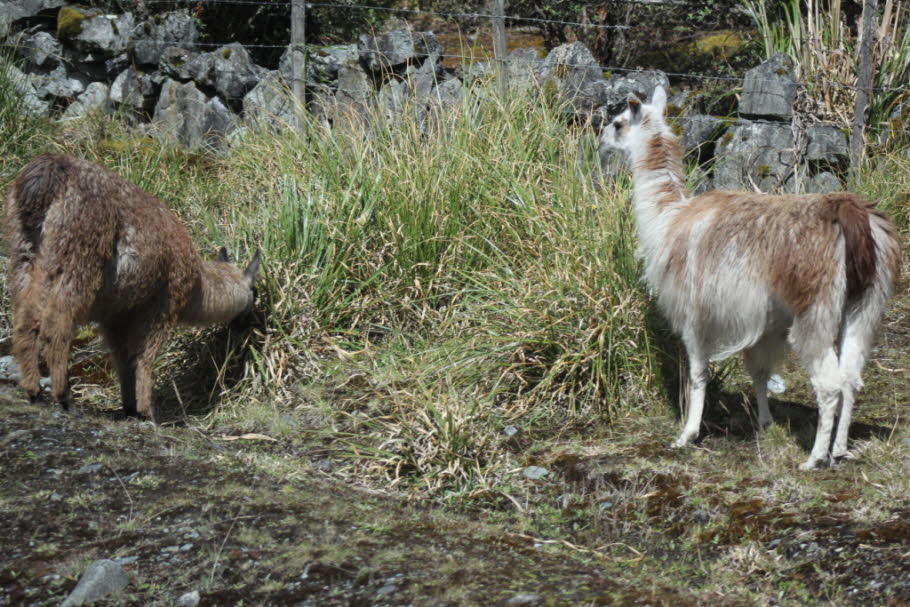 Lamas im Cajas Nationalpark - Lamas und Alpacas wurden vor Jahren in diesem Park ausgewildert