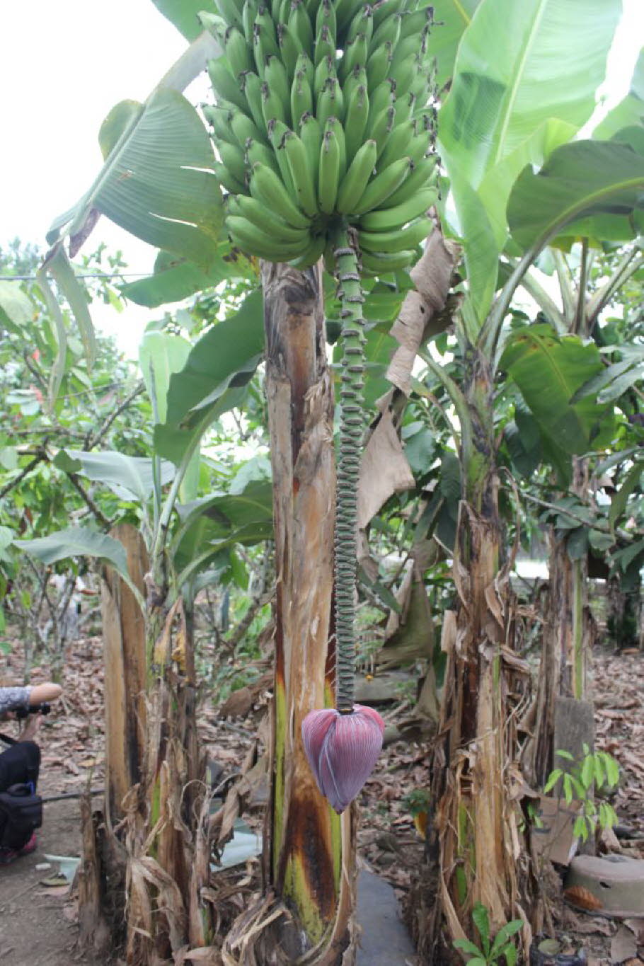 Cajas Nationalpark Bananenplantage