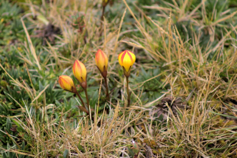 Cajas Nationalpark: Gentianella hirculus, endemisch im Cajas Natural Park in Süd-Ecuador .Gentianella hirculus ist eine Pflanzenart aus der Familie der Gentianaceae (Enzianaceae). Sie ist endemisch in Ecuador. Ihre natürlichen Lebensräume sind subtropisch