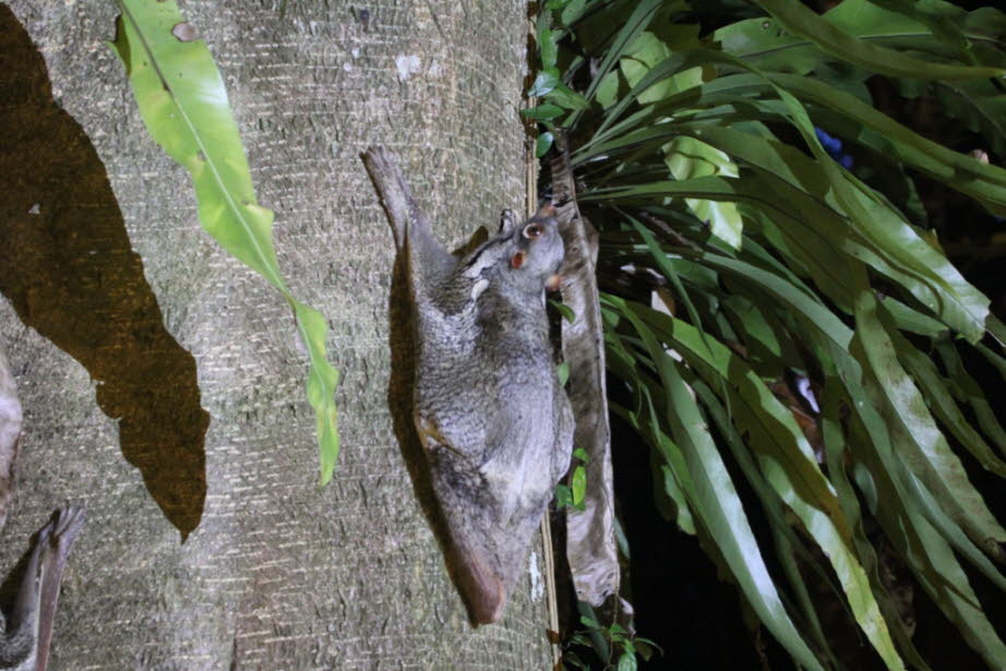 Status: Beide Arten sind von der Zerstörung des Lebensraums bedroht, und der philippinische Fliegenmaki wurde einst von der IUCN als gefährdet eingestuft. Neben der anhaltenden Rodung seines Lebensraums im Regenwald wird es wegen des  Fleisches und des Fe