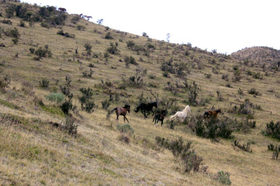 Cotopaxi Nationalpark: Wilde Pferde