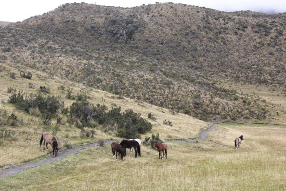 Cotopaxi Nationalpark Pferde