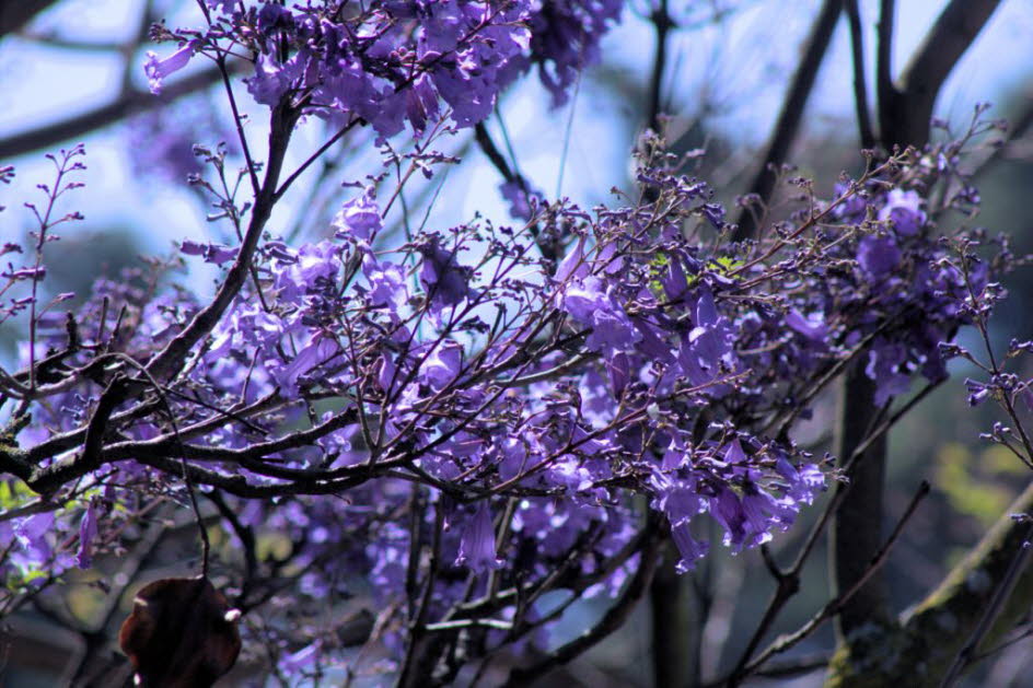Cuenca: Der  Jacaranda-Baum ist eine tropische Schönheit duftenden lila trompetenförmigen Blüten. Der Baum kann je nach Klima entweder halbgrün oder sommergrün sein. Der größte Teil der Blüte findet im späten Frühling bis zum Frühsommer statt, aber in wär