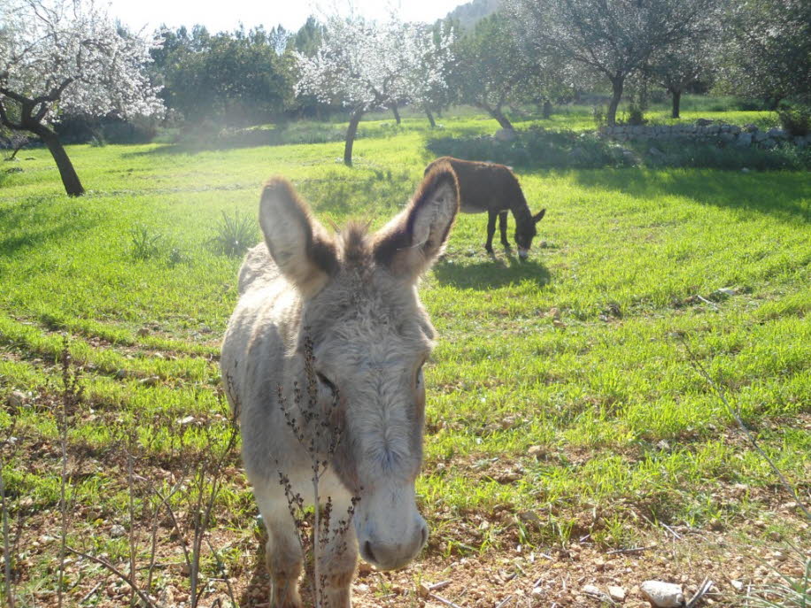 Esel auf Mallorca in der Zeit der Mandelblüte