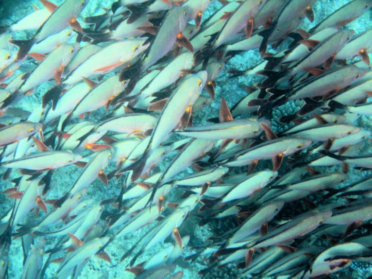 Schwarzstreifen-Doktorfisch: Schwarzstreifen-Doktorfisch ist giftig zu essen. Verhalten und Ökologie von Schwarzstreifen-Doktorfischen:  Kommt in klaren Lagunen und seeseitigen Riffen um isolierte Korallenköpfe vor. Einzeln oder in kleinen Gruppen. Bevorz