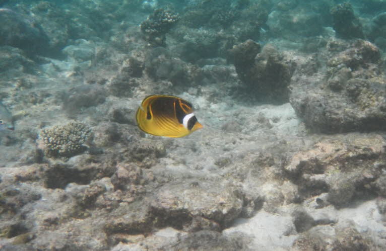 Doppelfalterfisch: Chaetodon ulietensis, der pazifische Doppelsattel-Falterfisch oder falscher Falcula-Falterfisch, ist eine Art von Falterfischen (Familie Chaetodontidae). Er gedeiht in korallenreichen Umgebungen im zentralen Indopazifik. Ihr Verbreitung