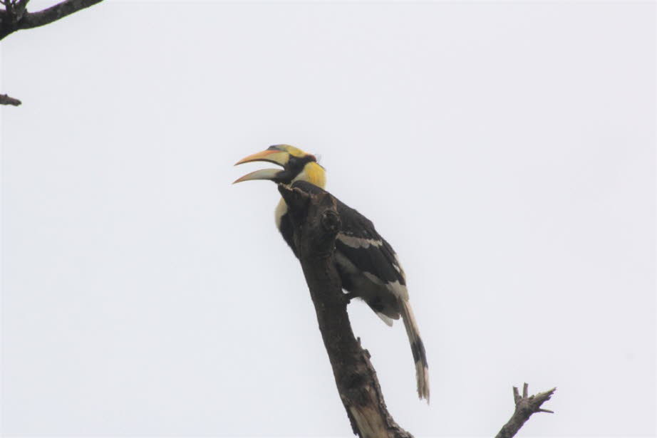 Doppelhornvogel - Die Bestand des Doppelhornvogels gilt potentiell als gefährdet.