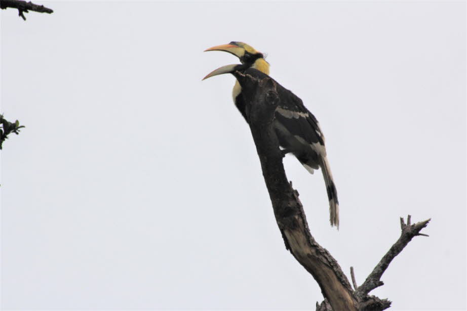 Doppelhornvogel - Der Schnabel ist beim Männchen zwischen 29 und 34 Zentimeter lang, bei den Weibchen zwischen 24,5 und 29,5 Zentimeter.