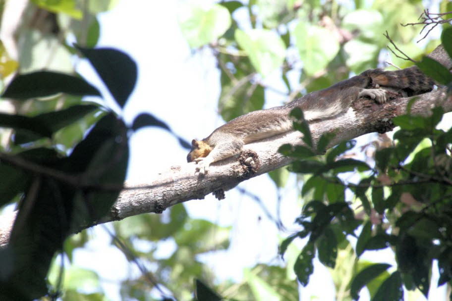 Das Selangor-Pygmäen-Flughörnchen (Petaurillus kinlochii) ist eine Nagetierart aus der Familie der Eichhörnchen (Sciuridae). Es ist endemisch in Malaysia, wo es nur im Bundesstaat Selangor gefunden wurde. 