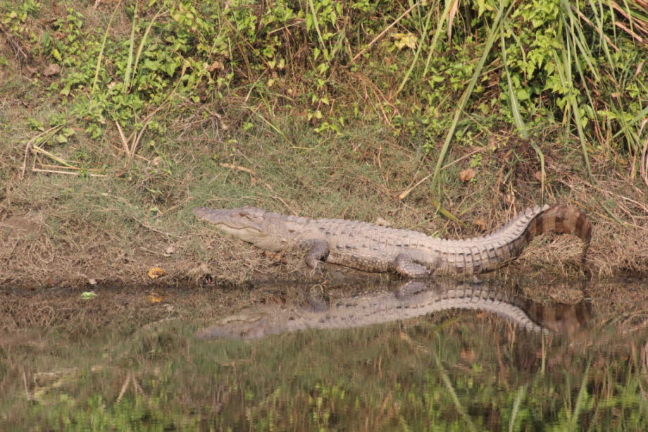 Biologie: Gavialis bewegt sich selten weit vom Wasser entfernt. Es bevorzugt tiefe, schnell fließende Flüsse, in denen sich Erwachsene in tiefen Löchern an Flussbiegungen und am Zusammenfluss kleinerer Bäche versammeln. Jugendliche wählen kleinere Nebenfl