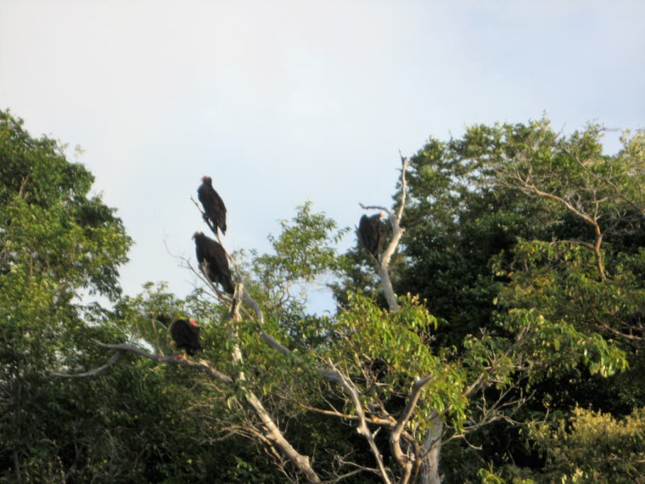 Trompetervögel sind Kranichvögel. Die in Gruppen lebenden Vögel sind groß wie Hühner und sie leben im tropische Regenwald des nördlichen und zentralen Südamerika.  Die indigenen Völker glauben, dass Trompetervögel zu ihren Ahnen zählen. Ohne die in den Ba