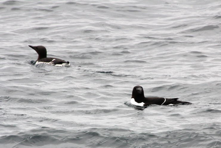 Verteilung: Die Brünnichlumme ist einer der zahlreichsten Seevögel der nördlichen Hemisphäre. Sie hat eine zirkumpolare Verbreitung in hohen Breiten in arktischen und subarktischen Meeren zwischen 46 ºN und 82 ºN. Im Nordostatlantik brütet die Brünnichlum