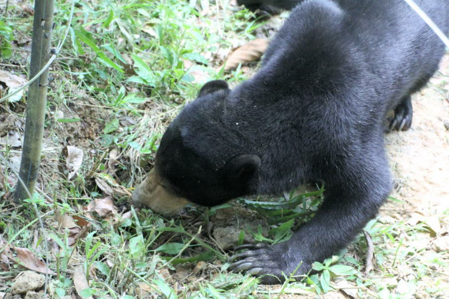 Verteilung und Lebensraum:  Sonnenbären kommen in den tropischen Wäldern Südostasiens vor; Das Vorkommen grenzt im Norden an den Nordosten Indiens und erstreckt sich von Süden nach Südosten durch Bangladesch, Kambodscha, Myanmar, Laos, Thailand und Vietna