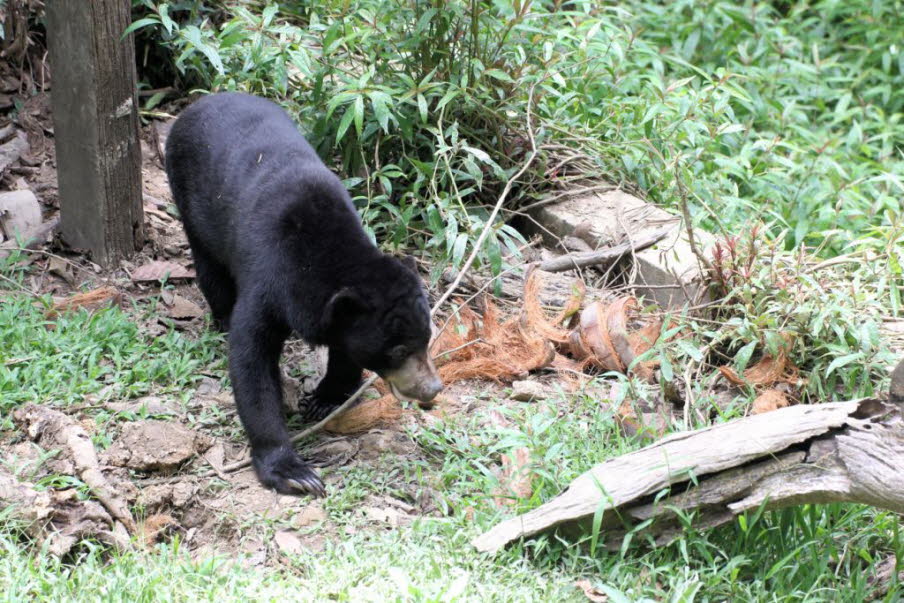 Erhaltungsmaßnahmen: Der Sonnenbär ist auf der Roten Liste der IUCN als gefährdet gelistet. Mit Ausnahme von Sarawak (Malaysia) und Kambodscha ist der Sonnenbär rechtlich vor der Jagd in seinem gesamten Verbreitungsgebiet geschützt. Ein Bericht aus dem Ja
