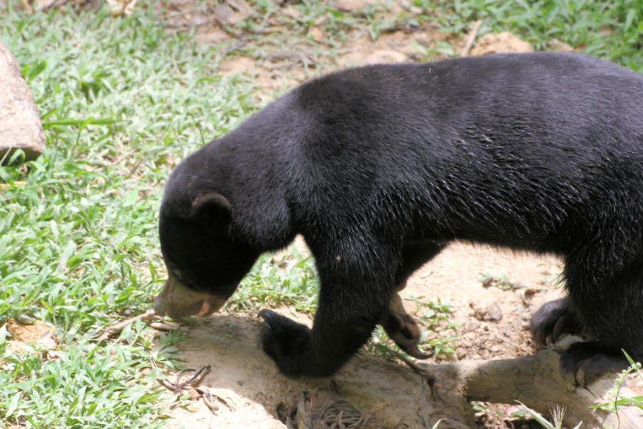Das Bornean Sun Bear Conservation Centre, das 2008 von Wong Siew Te in Sabah (Malaysia) gegründet wurde, hat sich zum Ziel gesetzt, sich für das Wohlergehen von Sonnenbären zu einsetzen, die aus schlechten Bedingungen in Gefangenschaft gerettet wurden, un