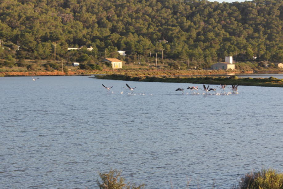 Flamingos bei Ses Salines