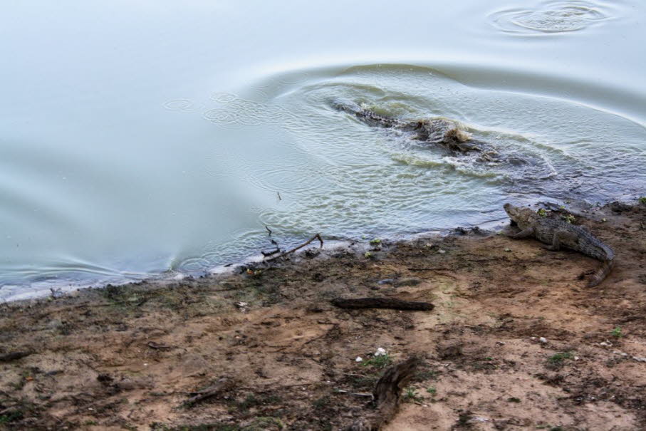 Sumpfkrokodil - Das Sumpfkrokodil erreicht eine maximale Länge von etwa vier Metern. Die erwachsenen Tiere sind grau bis graubraun und meistens mit dunklen Zeichnungen versehen, die Jungtiere sind hellbraun bis braun und besitzen auf dem Schwanz und dem K