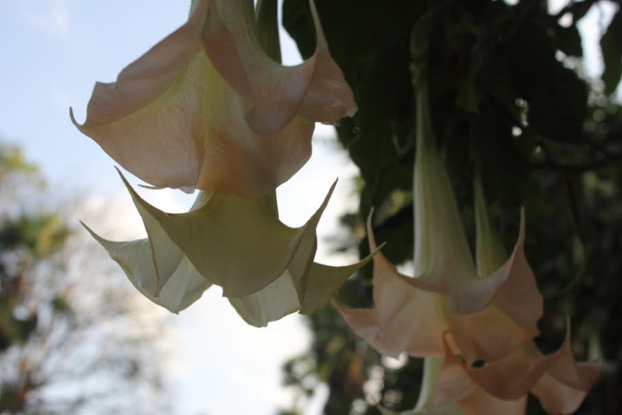 Ingapirca: Brugmansia sind holzige Bäume oder Sträucher, mit pendelförmigen Blüten, und haben keine Stacheln auf ihren Früchten. Ihre großen, duftenden Blüten geben ihnen ihren gemeinsamen Namen von Engelstrompeten, ein Name, der manchmal für die eng verw