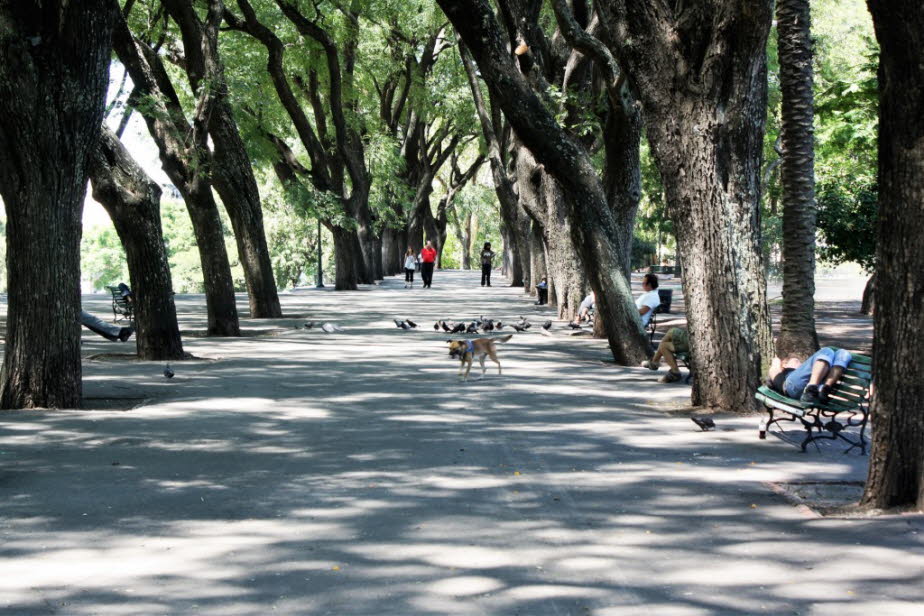 Allee in Buenos Aires