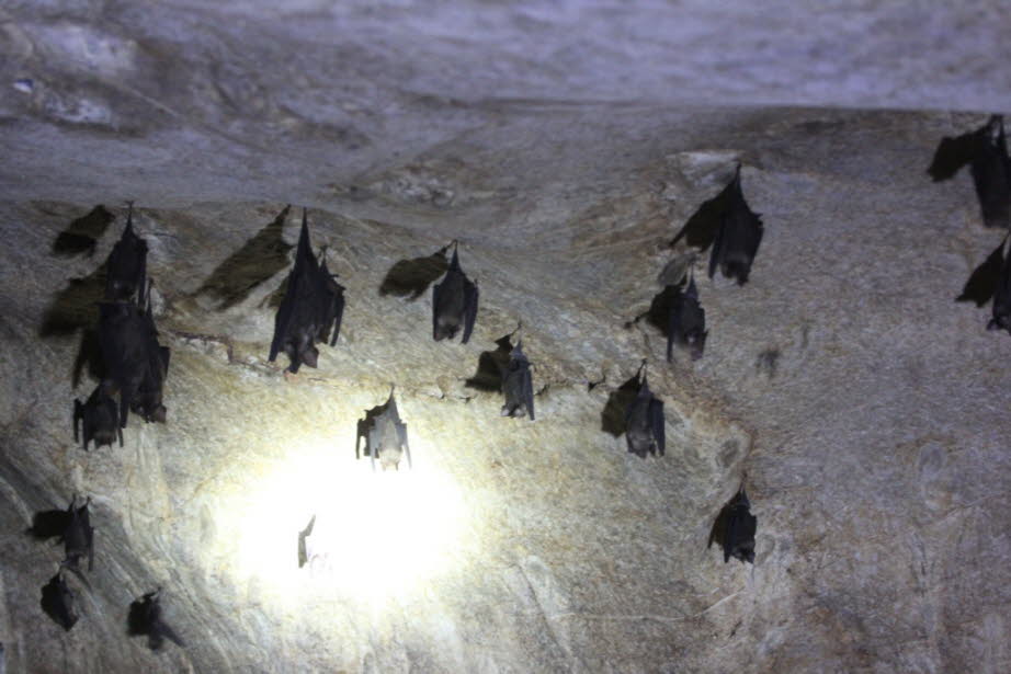 Fledermäuse im Kilim Geoforest Park