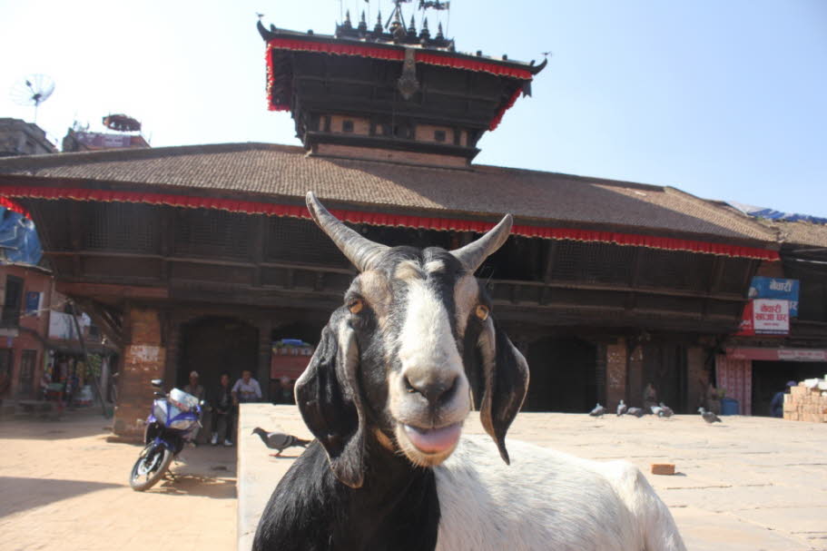 Ziege mit Tempel in Bhaktapur