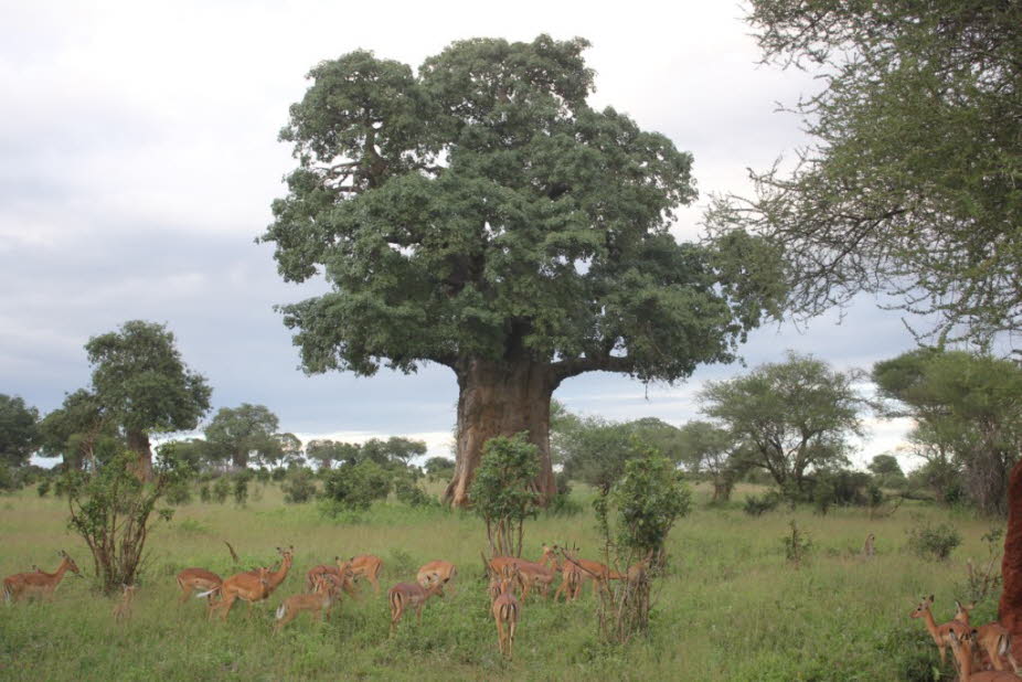 Impalas vor einem Affenbrotbaum im Tarangire Nationalpark: Der Tarangire-Nationalpark ist ein Nationalpark im Norden Tansanias. Er ist 2850 km² groß und liegt südwestlich von Arusha in der Nähe des Manyara-Sees auf 1000 bis 1500 m Höhe über dem Meeresspie