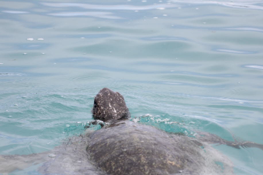 Wasserschildkröte an der Insel Santa Cruz - Auf der Insel Santa Cruz werden die Mangrovenbuchten Calete und Tortuga Negra von Wasserschildkröten zur Paarung aufgesucht. 