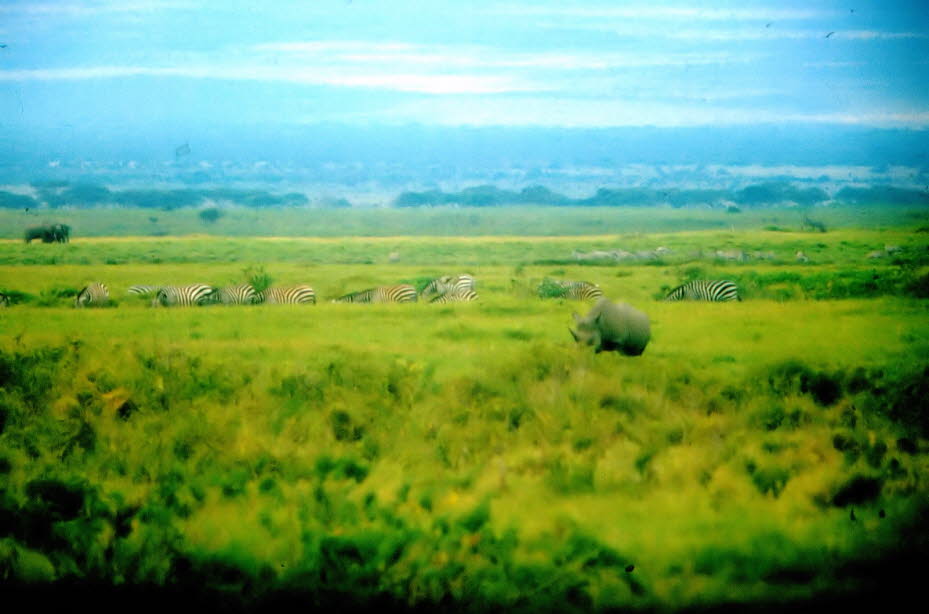 Nashorn im Massai Mara Nationalpark 1980: Das Nashorn gehört schon seit rund sechzig Millionen Jahren zu den Erdbewohnern. Allerdings sind von 170 Nashornarten nur fünf Arten übrig geblieben. In Kenia gibt es zwei vom Aussterben bedrohte Arten: das Spitzm